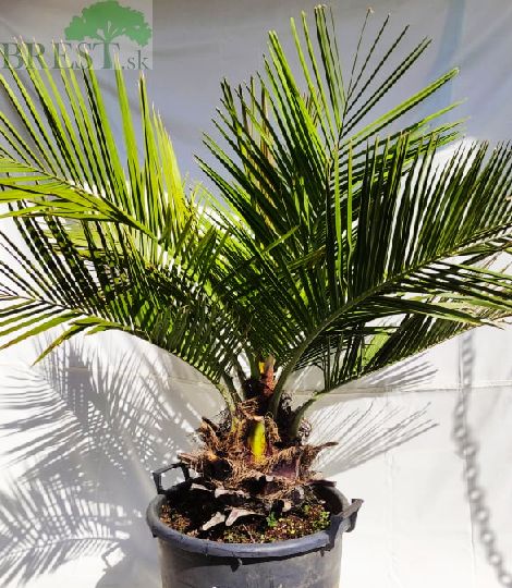 Jubaea Chilensis